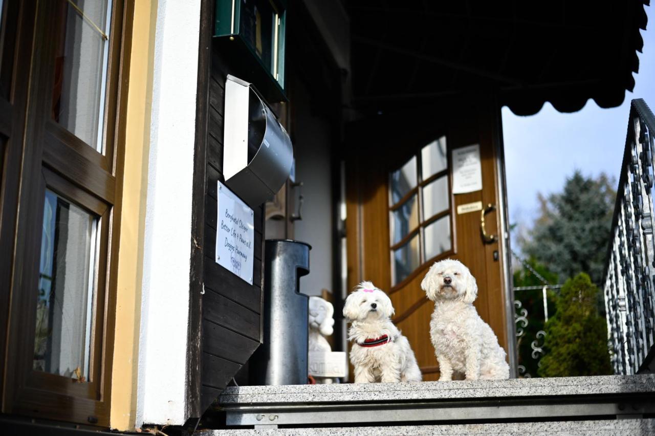 Hotel Steiger - Pfotenurlaub Schneeberg (Saxony)